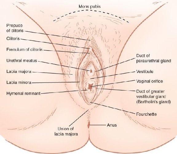 Mons Pubis Reduction, Vulvar Lipoplasty